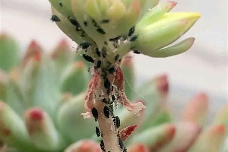 大量元素水溶肥料执行标准