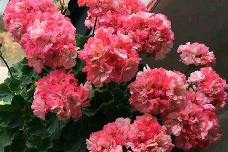 辣椒叶面喷施磷酸二氢钾和尿素好吗