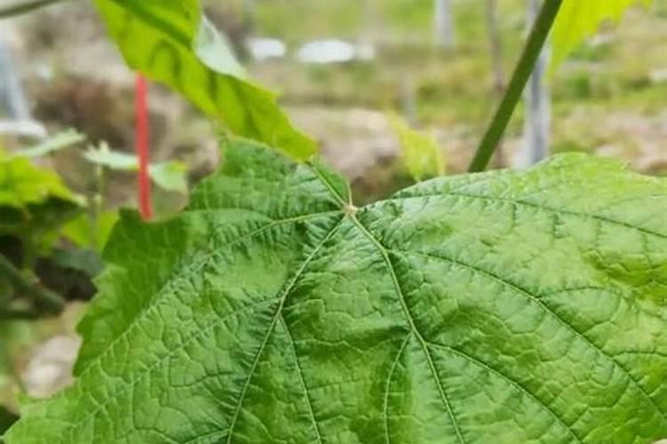 大白菜上有黑点怎么回事