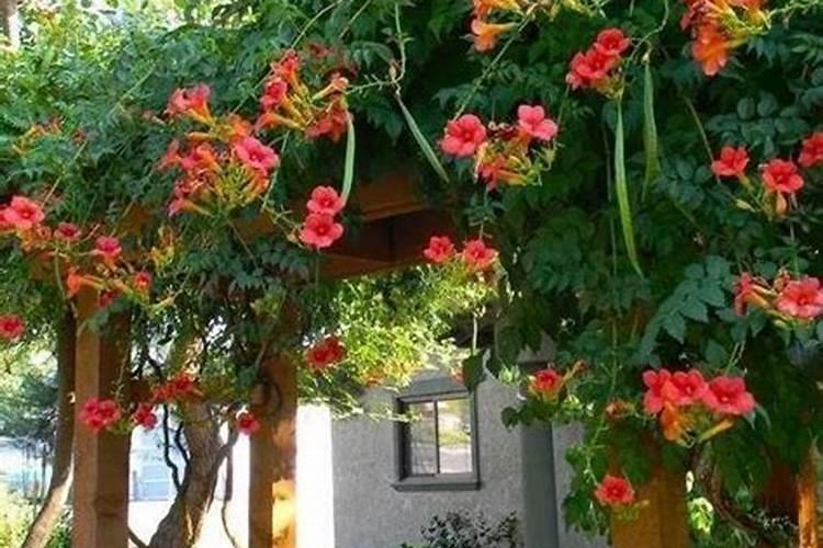 凌霄花怎么施肥,4个步骤施肥养护凌霄花