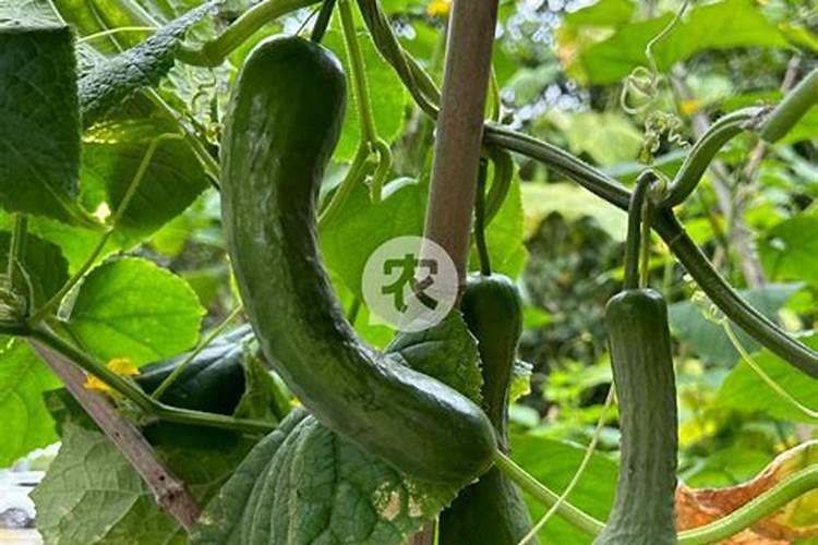 蔬菜的氨害是由哪些原因引起的？