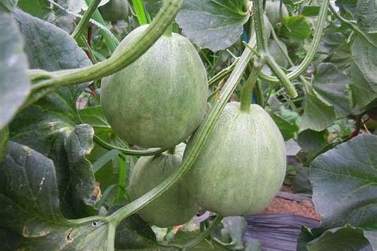 过磷酸钙跟什么肥一起用甜瓜再好