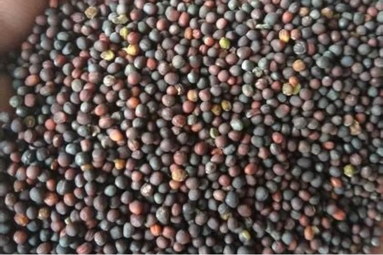 蔬菜用什么肥料长得好