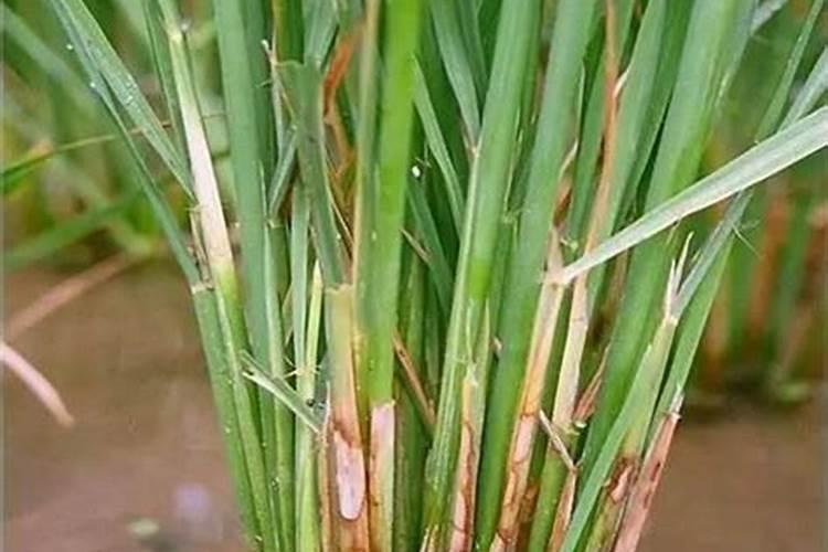 ...增施钾肥在什么时间较好稻灌浆期用什么叶面肥可增产