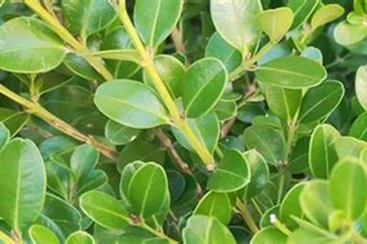 叶面肥多久喷一次