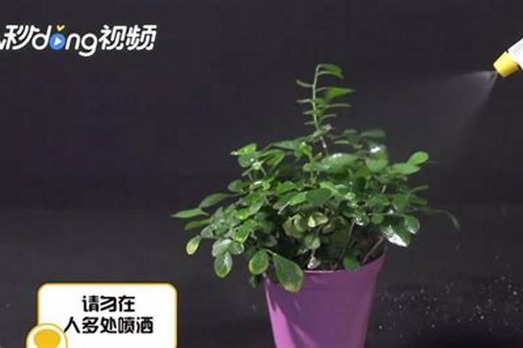 除蚜虫的家庭方法