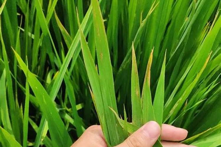 芸苔素用多了对植物有影响吗 膨大上果和下果