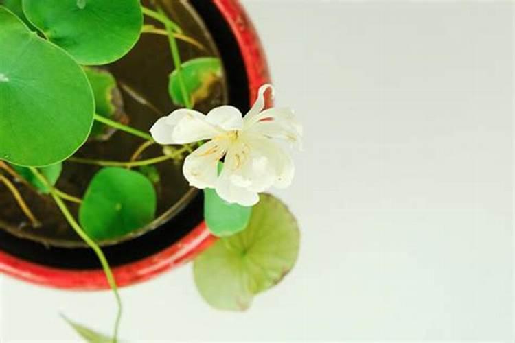 碗莲磷酸二氢钾使用方法