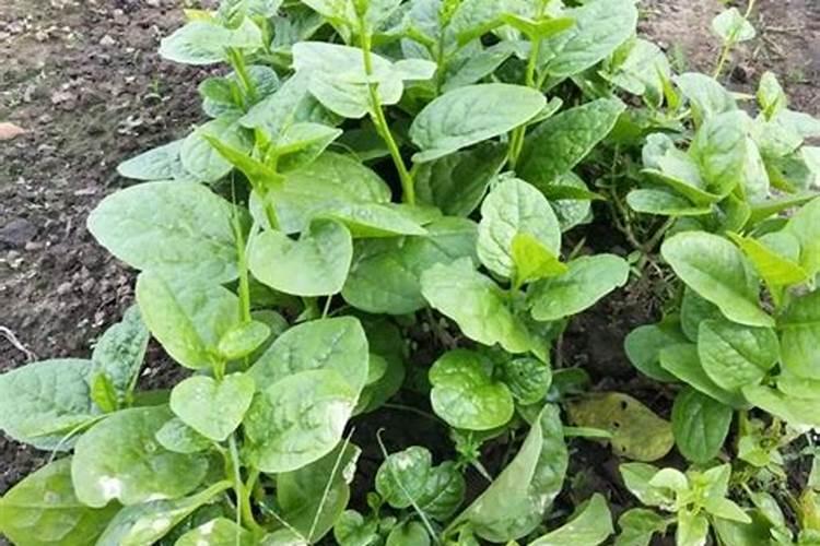 木耳菜如何过冬,4种方法使其安全越冬