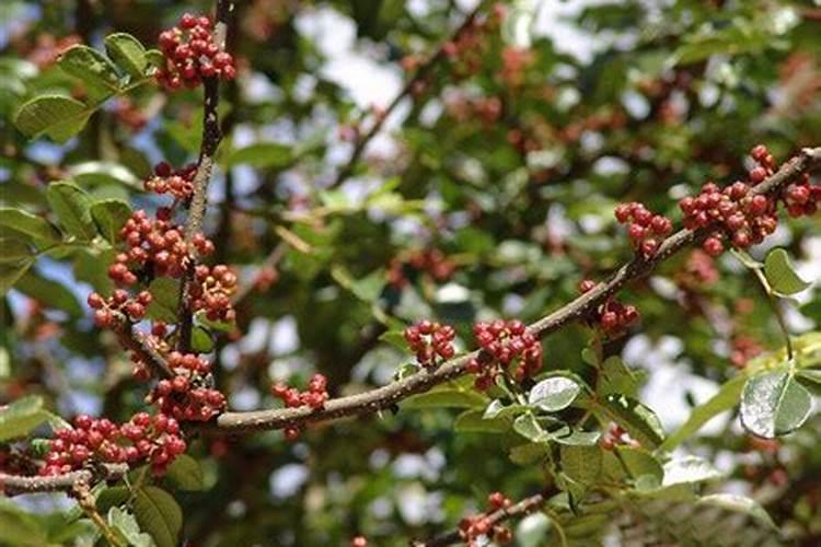 钻石翡翠绿植怎么养