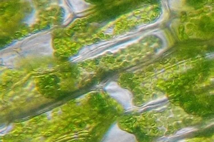 佳谷拉斯叶面肥成分