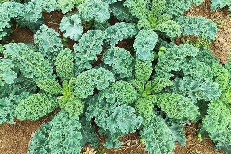 柑桔萌芽期喷施什么农药