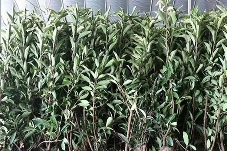 14羟基芸苔素甾醇使用方法