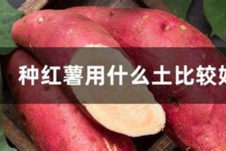 红薯最好的肥料