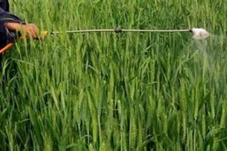 毒死蜱对中草药才有伤害吗、、、如果喷雾能加杀菌的和叶面肥要吗