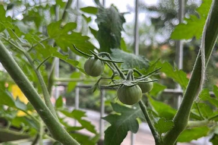 番茄不坐果掉花用什么肥料