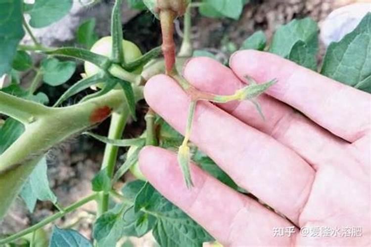 番茄开花后,不坐果什么原因？