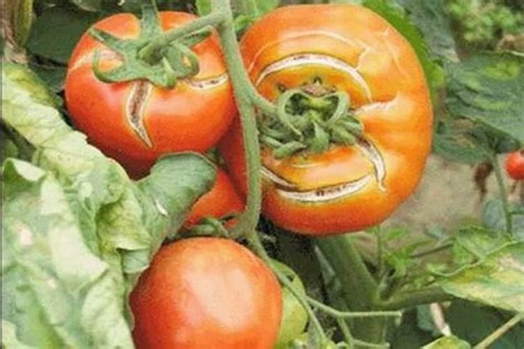 西红柿只开花不结果是什么原因