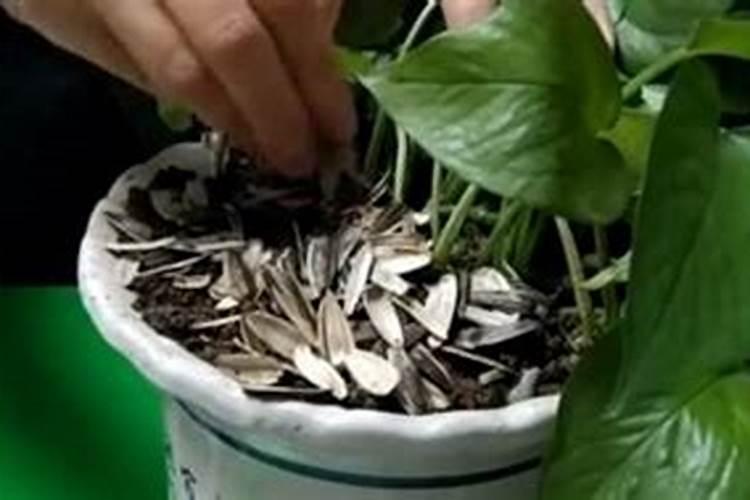 葵花籽壳可以做肥料吗