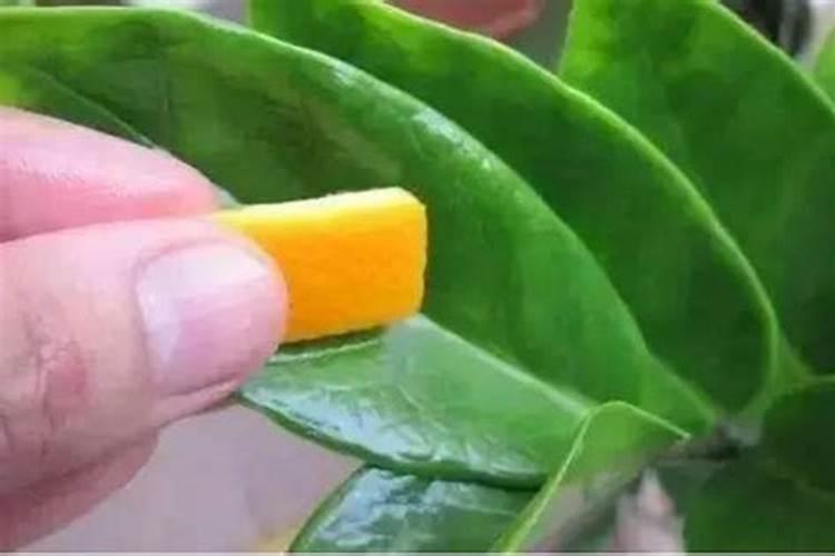 钾肥适用哪些花卉