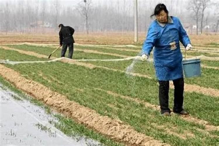 小麦一生需要多少氮磷钾肥