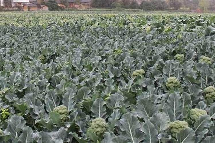 富硒西兰花怎么种