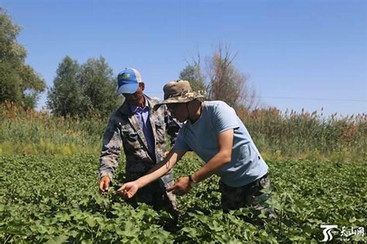 棉花的种植方法