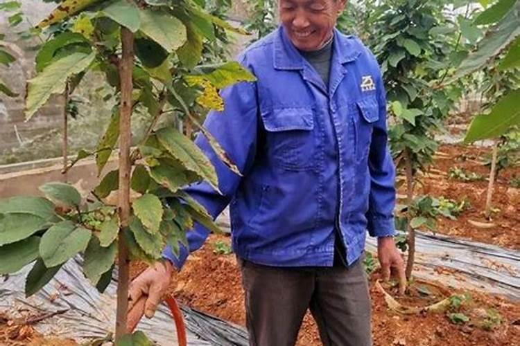 辣椒膨果最快最好的水溶肥