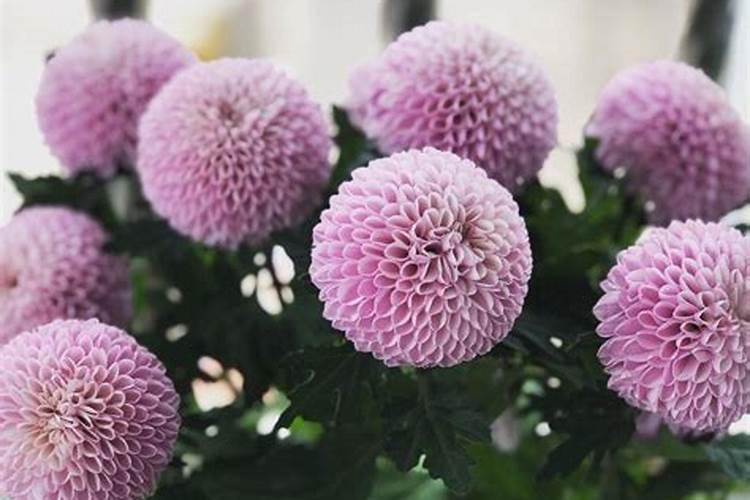 黄瓜喷什么叶面肥茎杆粗壮