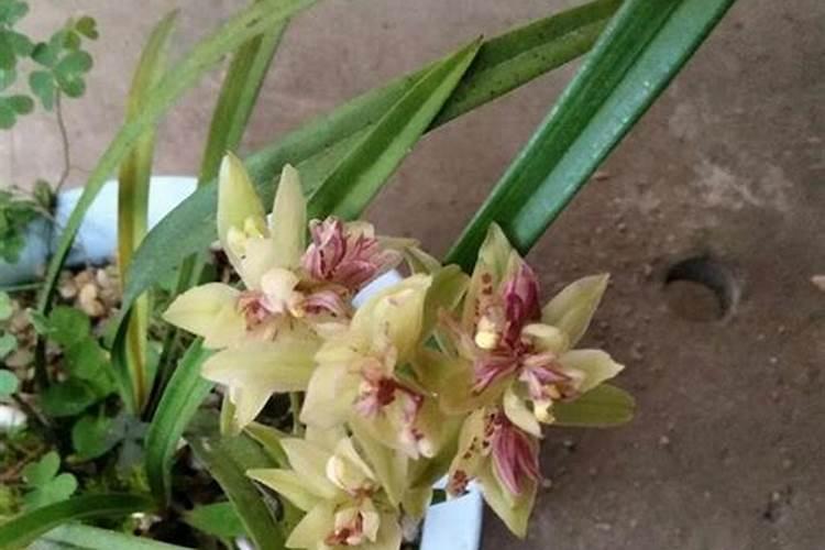 兰花喷叶面肥和浇水需要注意些什么