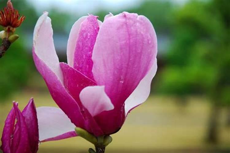 玉兰怎么才长快点啊怎么办