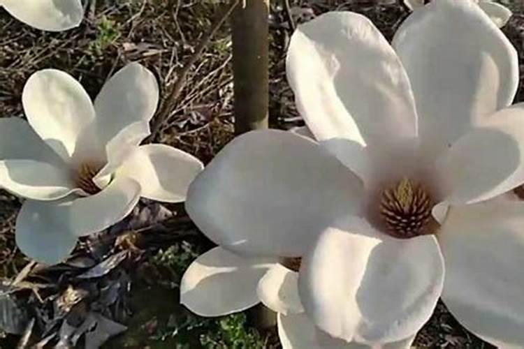 玉兰花树苗施肥与护理方法