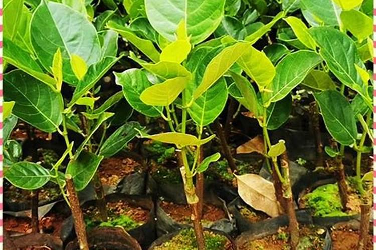 菠萝蜜小苗要多高封顶？