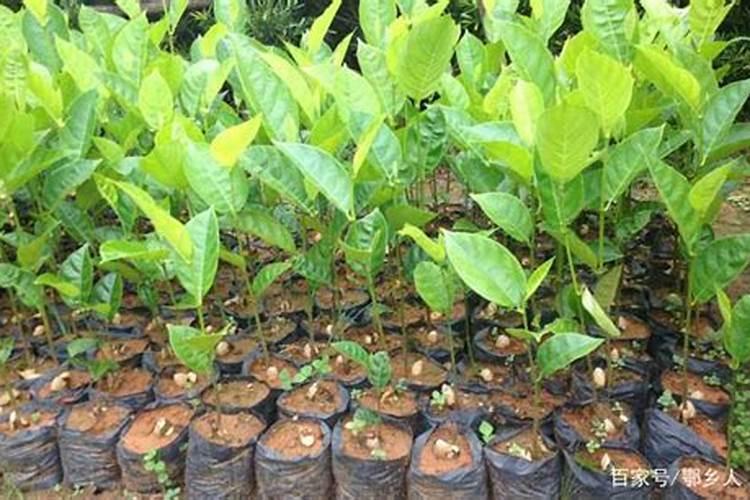 菠萝蜜种植方法盆栽