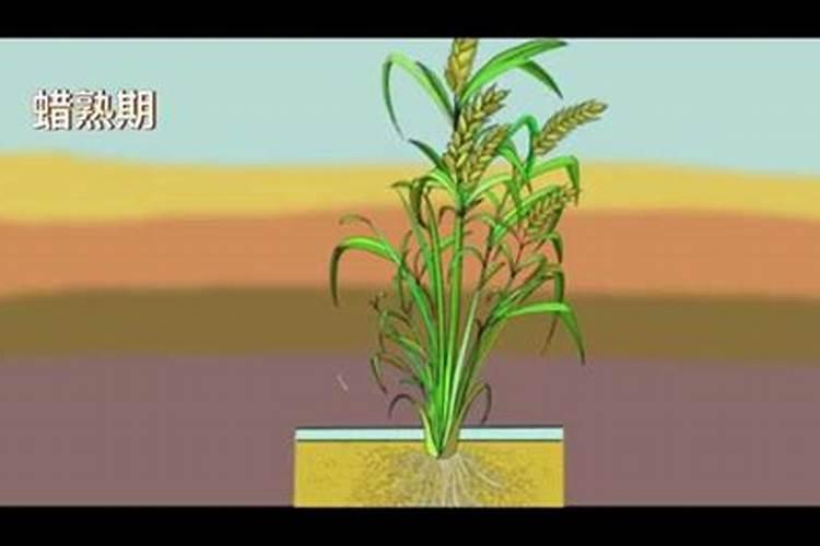 水稻硼肥的作用及使用方法