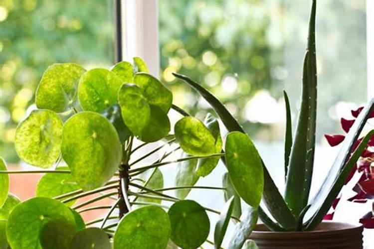 什么叶面肥能使叶子快速变绿变厚什么肥料可以使叶片肥厚