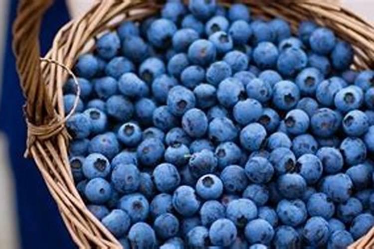 夏天高温施肥出现肥料过多蓝莓焦叶死苗如何急救