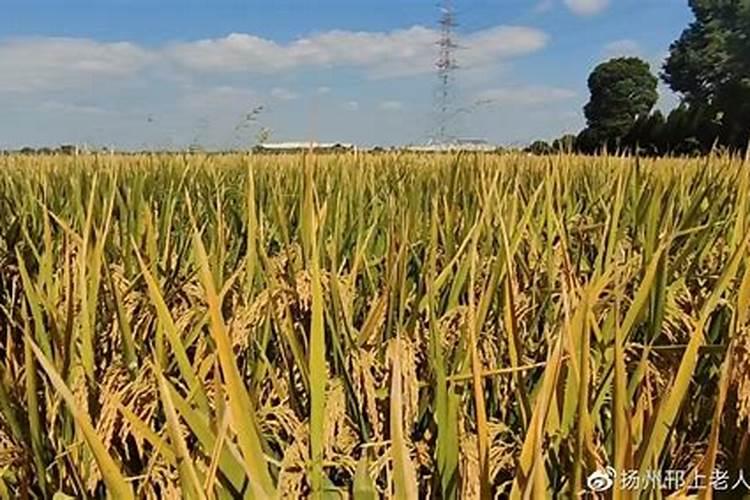 水稻施穗肥正确方法