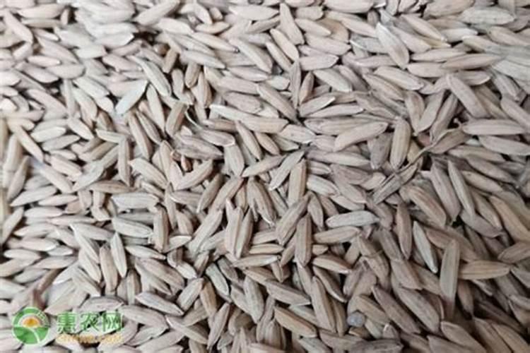 种植水稻的土壤满足哪些条件？