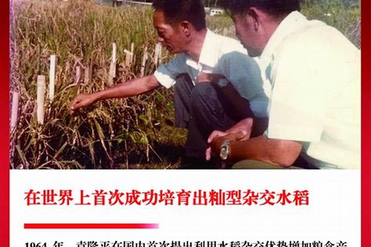 象山水稻种植品种介绍