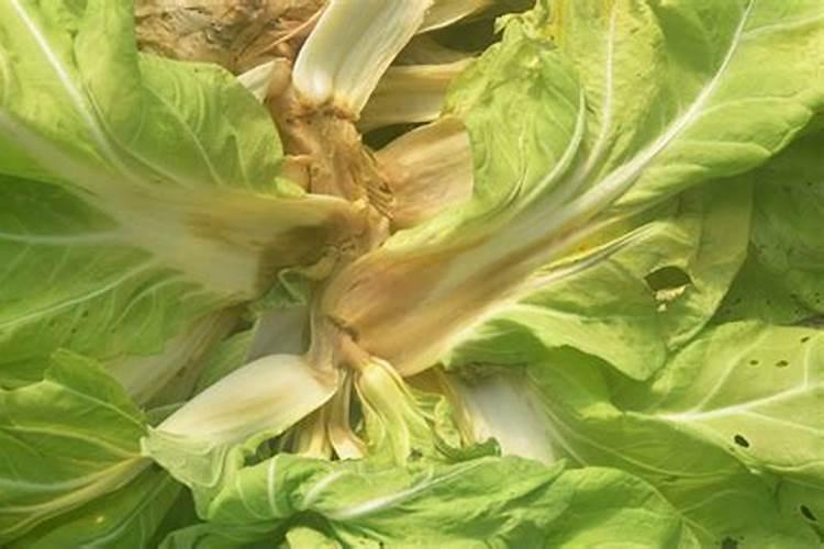 烂菜叶子泡水浇菜可行吗？