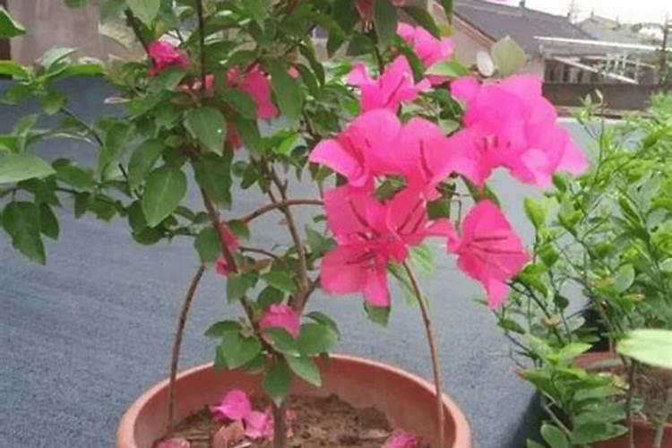 三角梅用什么肥料开花多