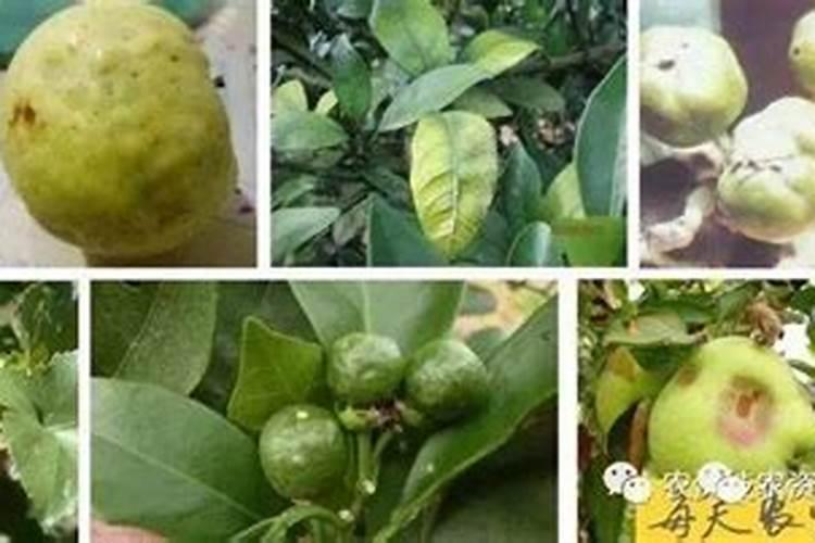 磷钾肥怎么浇花正确使用方法？分芽期可以用吗？