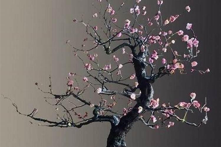 梅花施什么肥最好