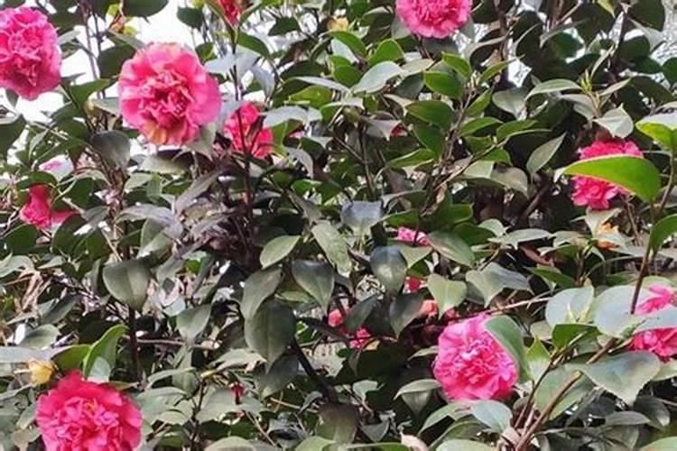 化肥中的氮磷钾分别起什么作用？