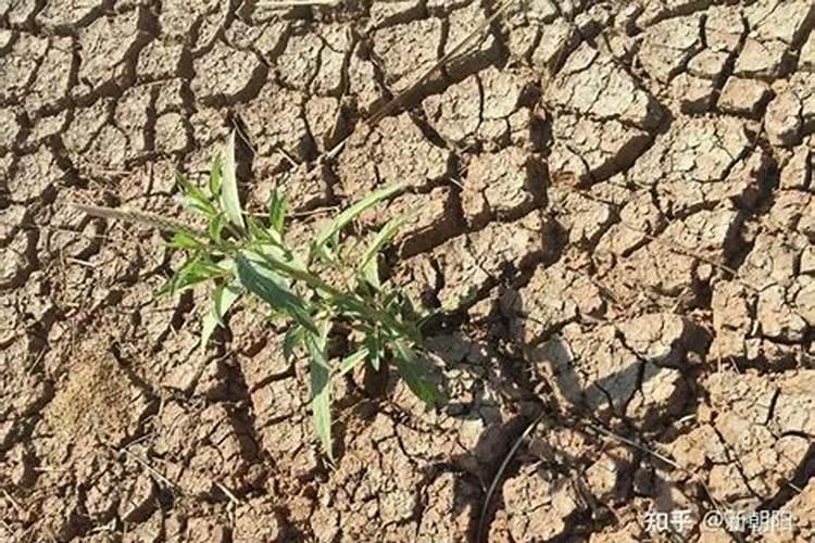 芸苔素用多了对植物有影响吗 膨大上果和下果