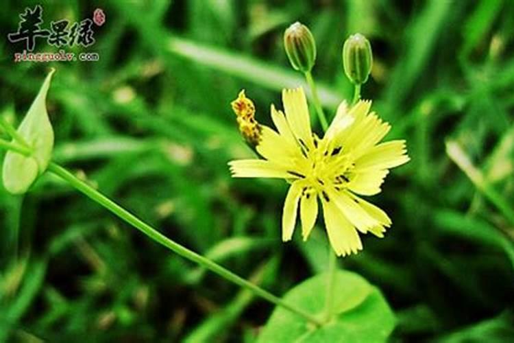 黄花菜苗子发黄干枯怎么办