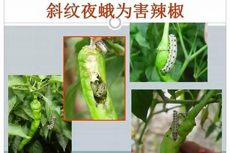 天脊硝酸磷肥80斤多少钱一袋