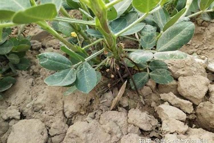 葡萄打什么叶面肥上色快