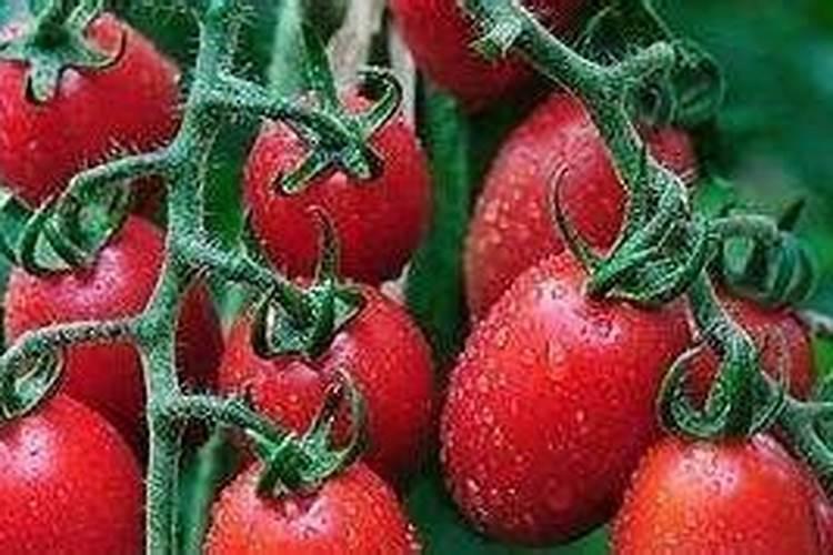 镁对作物的增产作用